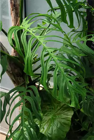 Monstera Epipremnoids