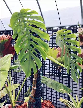 Monstera Punctulata