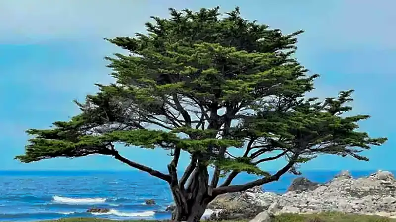 Monterey Cypress tree