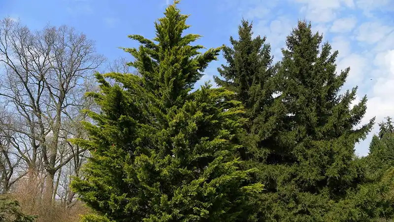 Moroccan Cypress tree