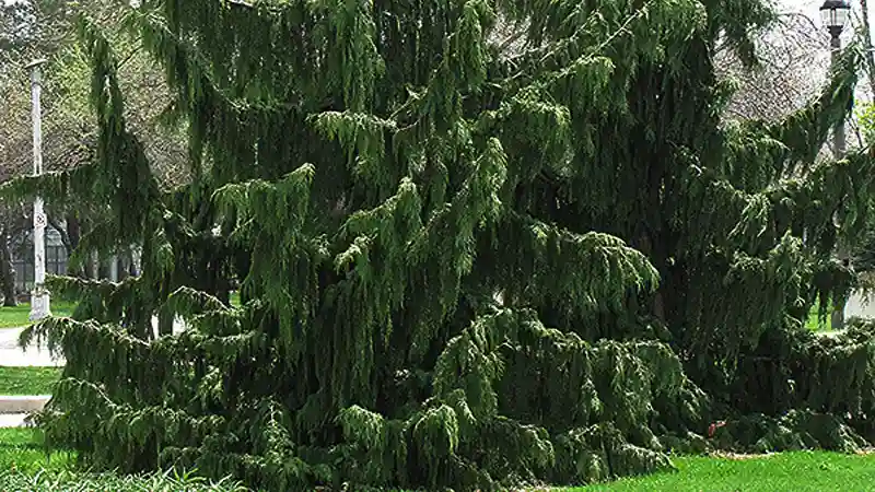 Nootka Cypress tree