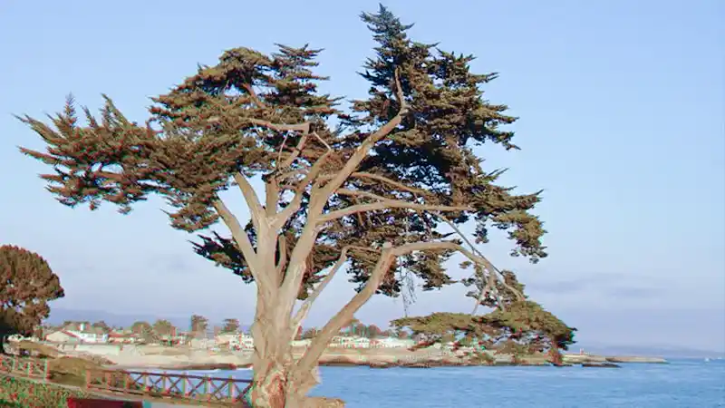 Santa Cruz Cypress tree