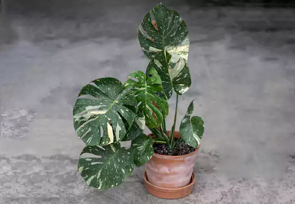 Thai Constellation Monstera