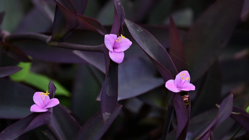 Tradescantia pallidaaa