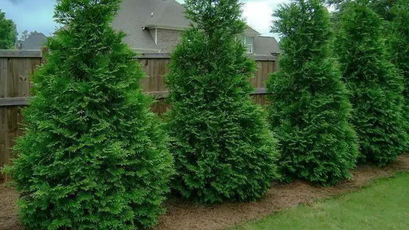 Vietnamese Cypress tree