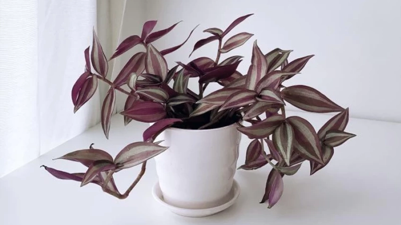 Wandering Jew Plantsss