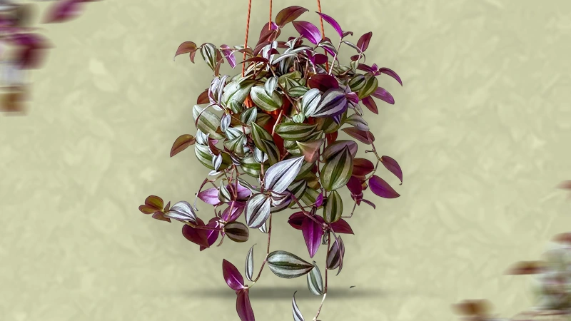 Wandering Jew