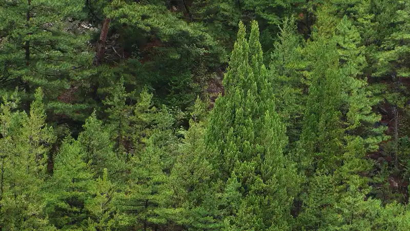 Yunnan Cypress tree