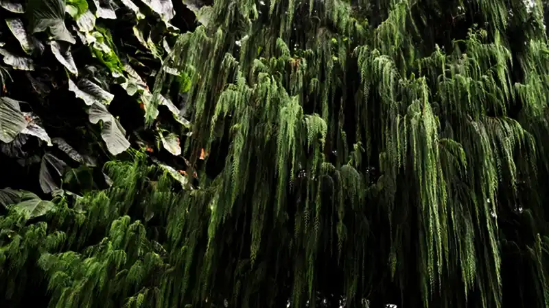 bhutan cypress