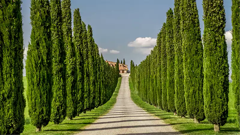 d-Cypress Trees