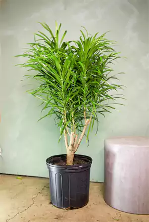 Anita Dracaena Dracaena Reflexa Anita