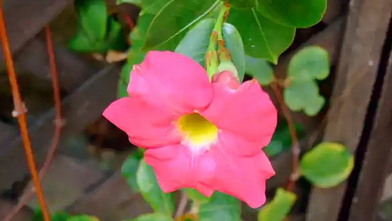 Brazilian Jasmine Mandevilla