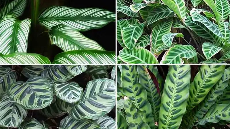 Calathea Plant Types