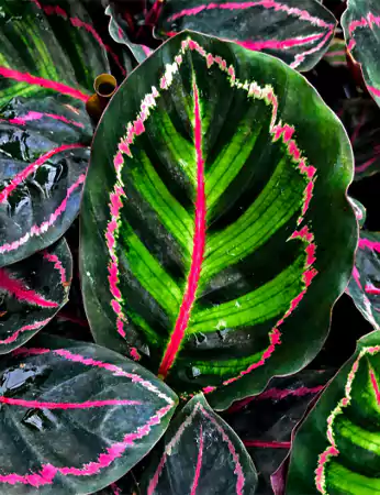 Calathea Roseopicta Growth