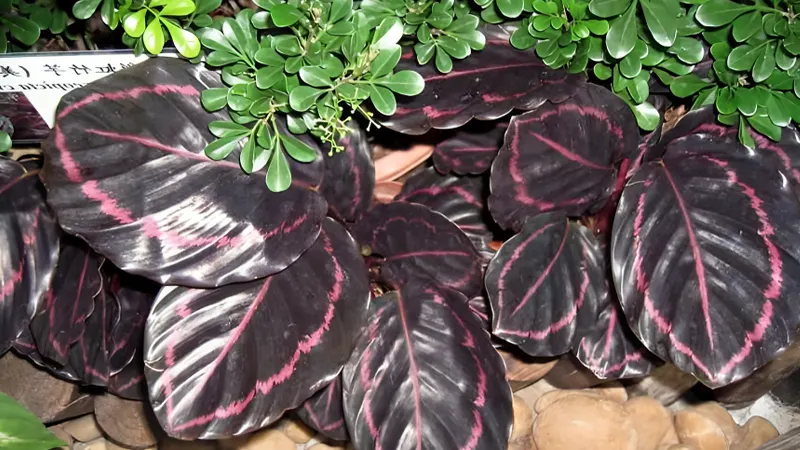 Calathea Roseopicta first