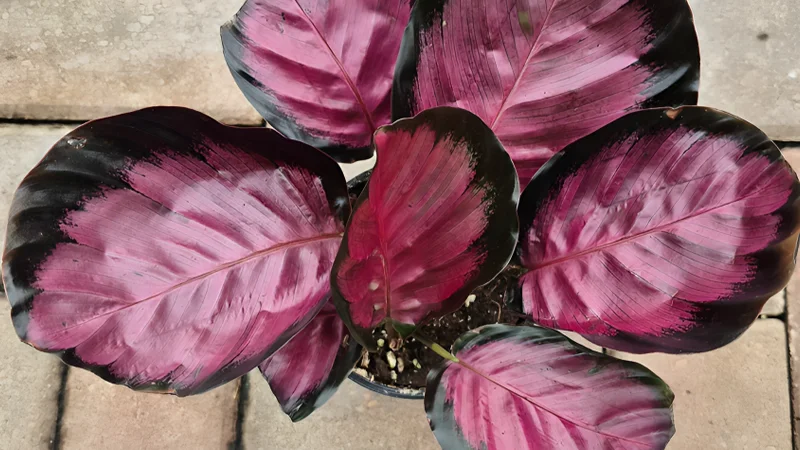 Calathea Roseopicta pink starr