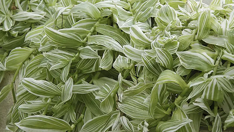 Calathea Roseopicta ‘Albo-Vittata’