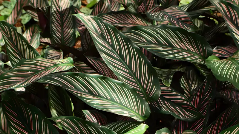 Calathea Roseopicta ‘Beauty Star’