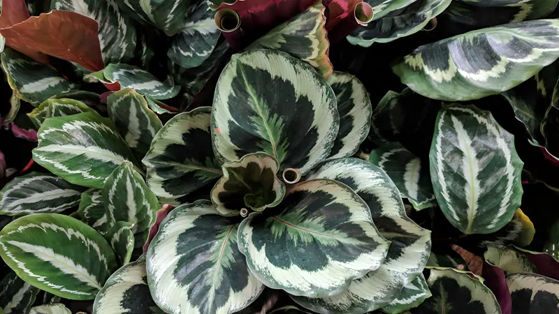 Calathea Roseopicta ‘Mediola’