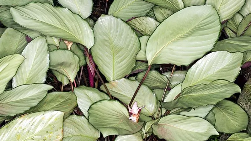 Calathea Roseopicta ‘Silver Plate’