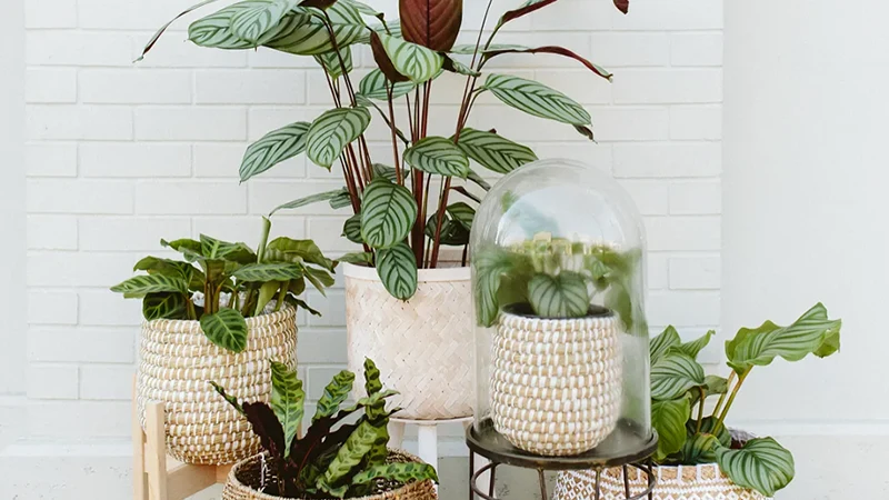 Calathea Roseopicta ‘White Star’