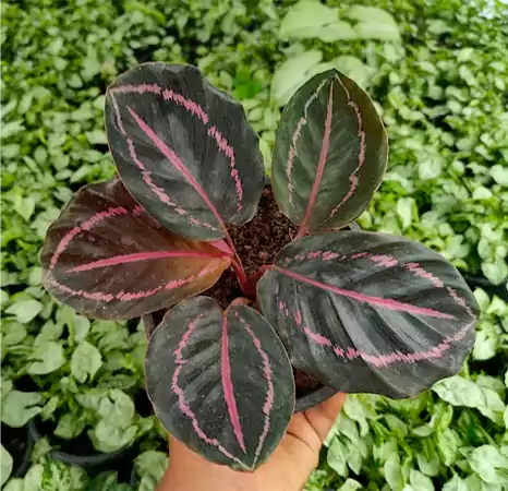 Calathea roseopicta