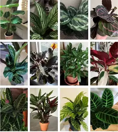 Calathea types