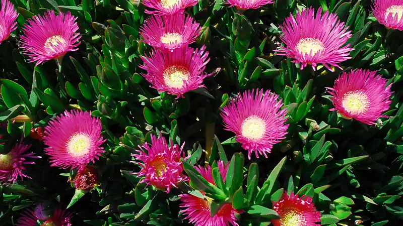 Carpobrotus acinaciformis