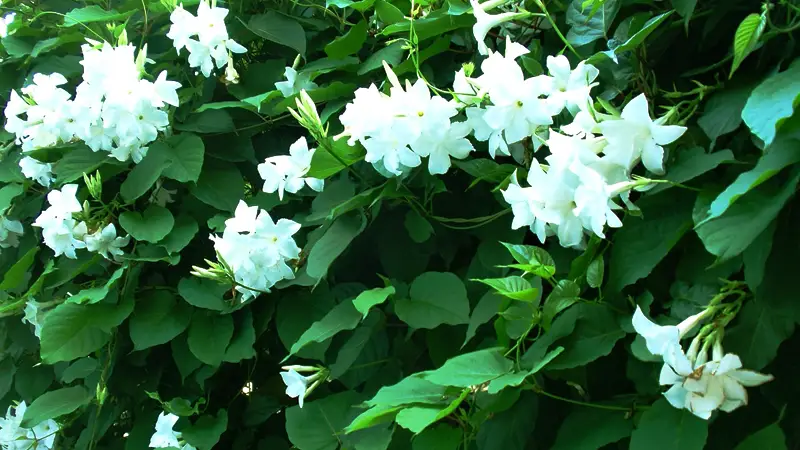 Chilean Jasmine Mandevilla