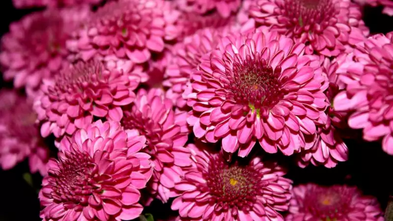 Chrysanthemums