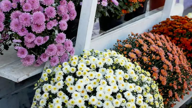 Chrysanthemums five