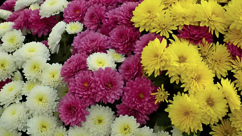 Chrysanthemums four