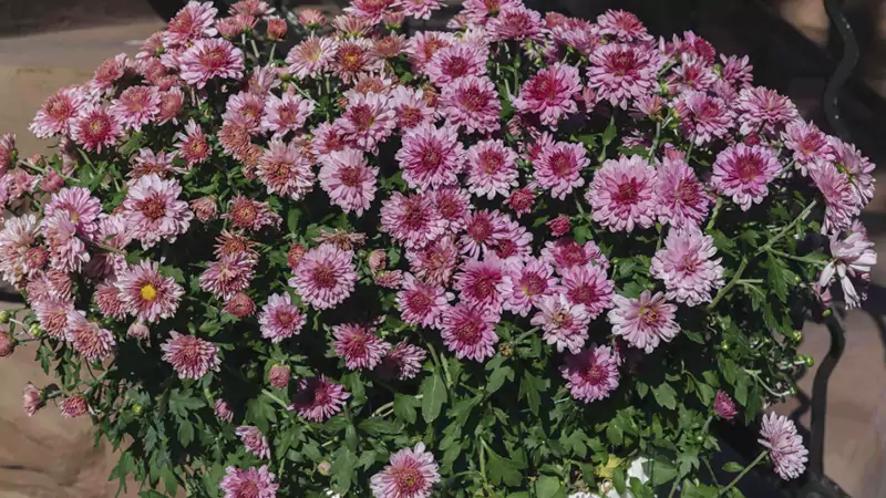 Chrysanthemums second