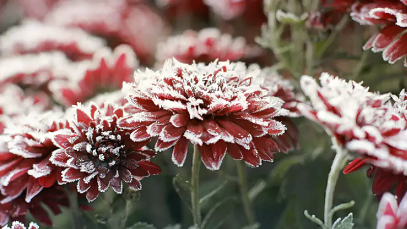 Chrysanthemums six