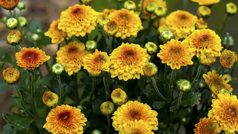 Chrysanthemums third