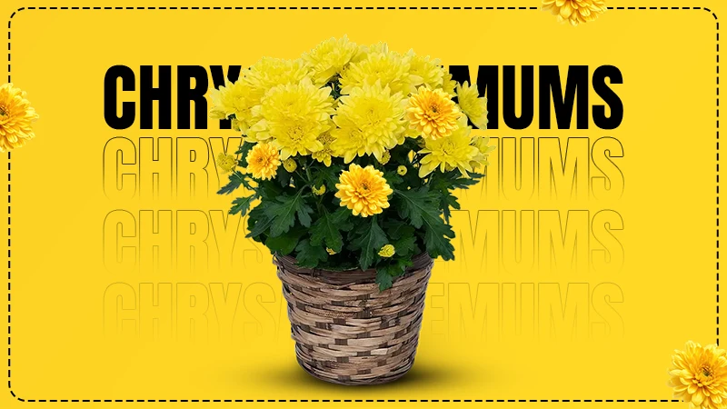 Chrysanthemums