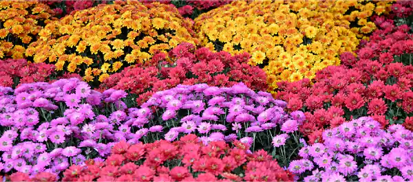 Colorful Mums