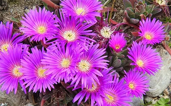 Delosperma Brunnthaleri