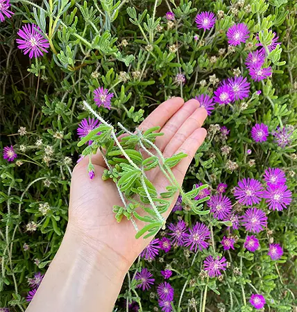 Delosperma Cooperi