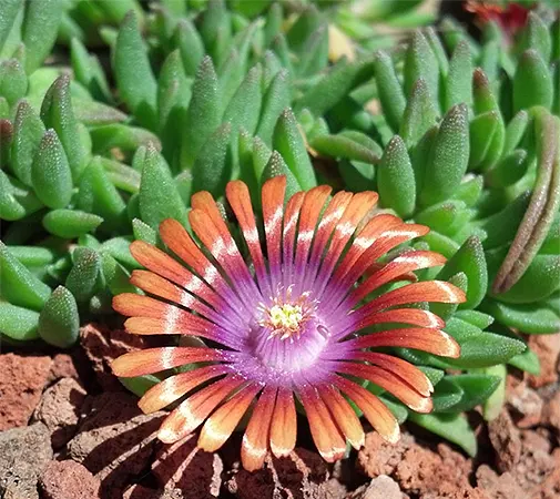 Delosperma 'Fire Spinner'