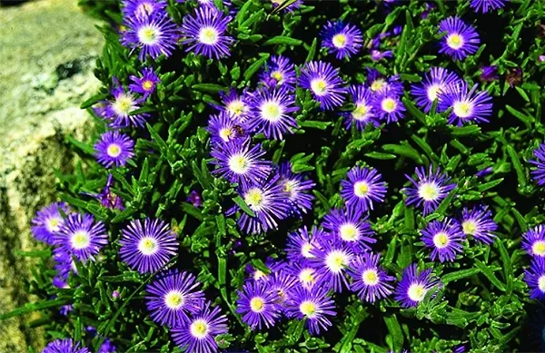 Delosperma Floribundum 'Starburst'