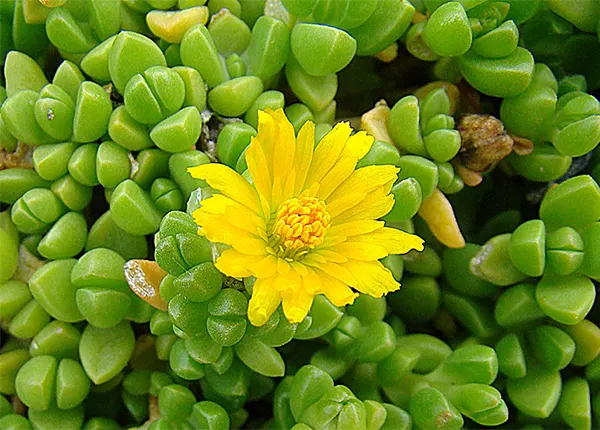 Delosperma Nubigenum