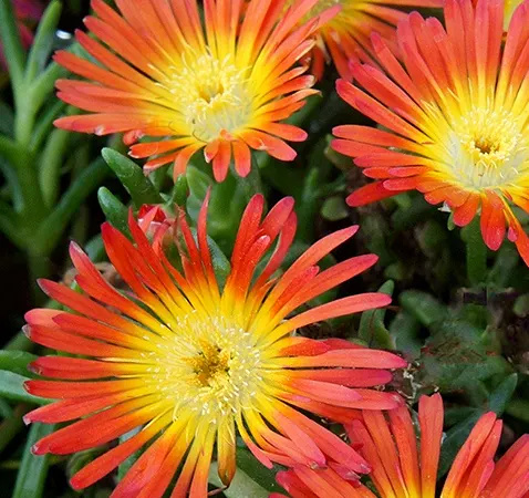 Delosperma 'Wheels of Wonder'