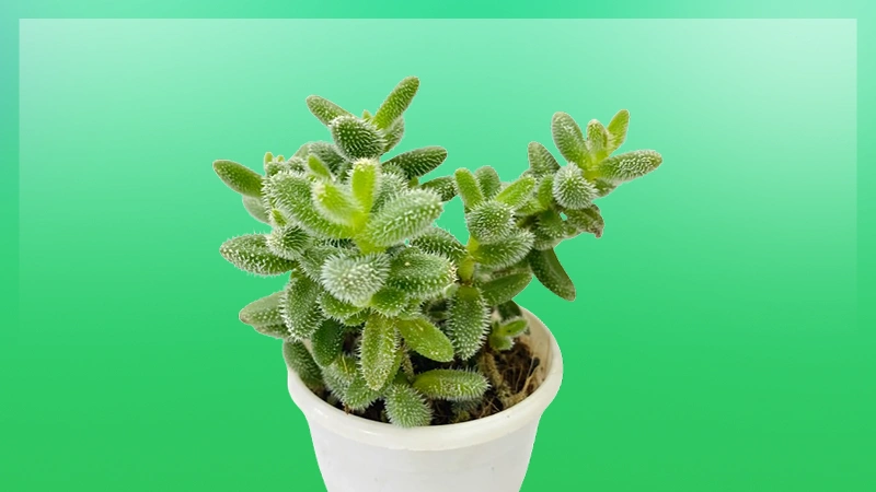 Delosperma echinatum