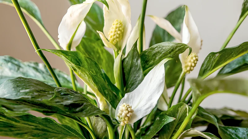 Domino Peacee Lily (Spathiphyllum ‘Domino’)