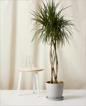 Dragon Tree Dracaena Marginata