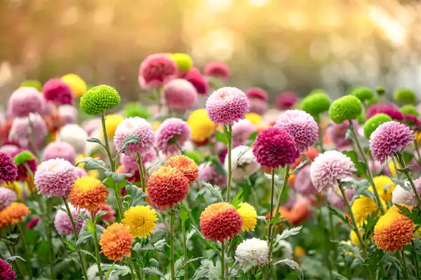 Garden of Mums