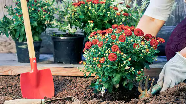 How to Plant Mums