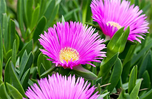 Ice plant