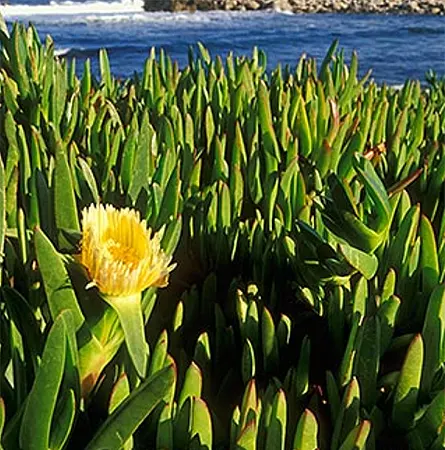 Ice plant